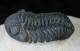 Phacops Trilobite - Mrakib, Morocco #14291-2